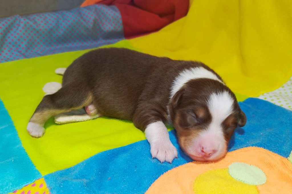 De L'Esprit Serrois - Chiots disponibles - Berger Australien