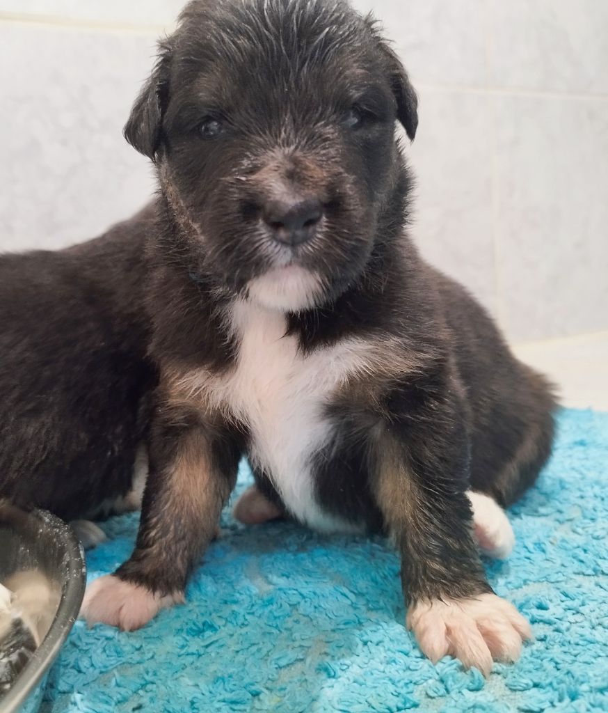 De L'Esprit Serrois - Chiots disponibles - Berger Australien