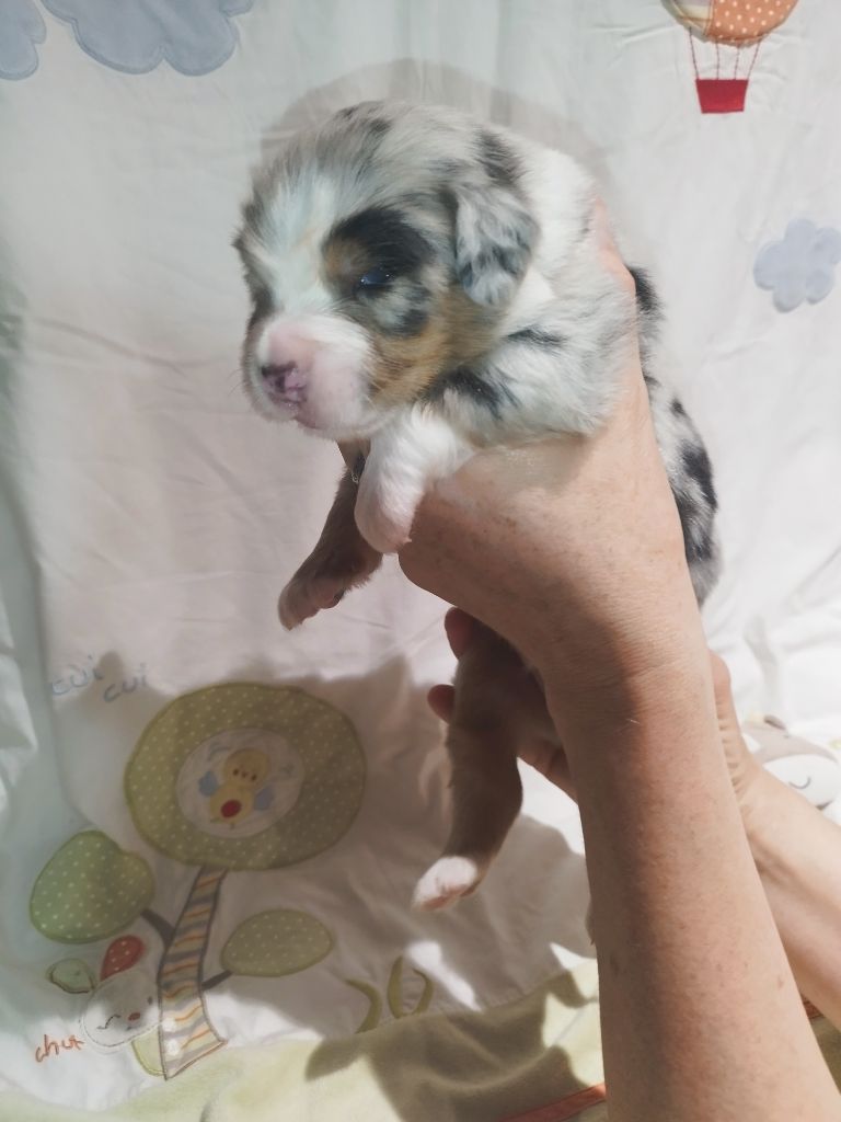 De L'Esprit Serrois - Chiots disponibles - Berger Australien