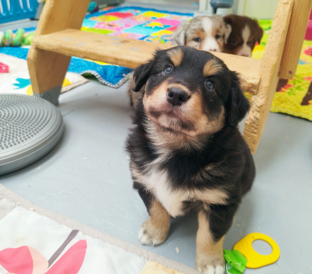 De L'Esprit Serrois - Chiots disponibles - Berger Australien