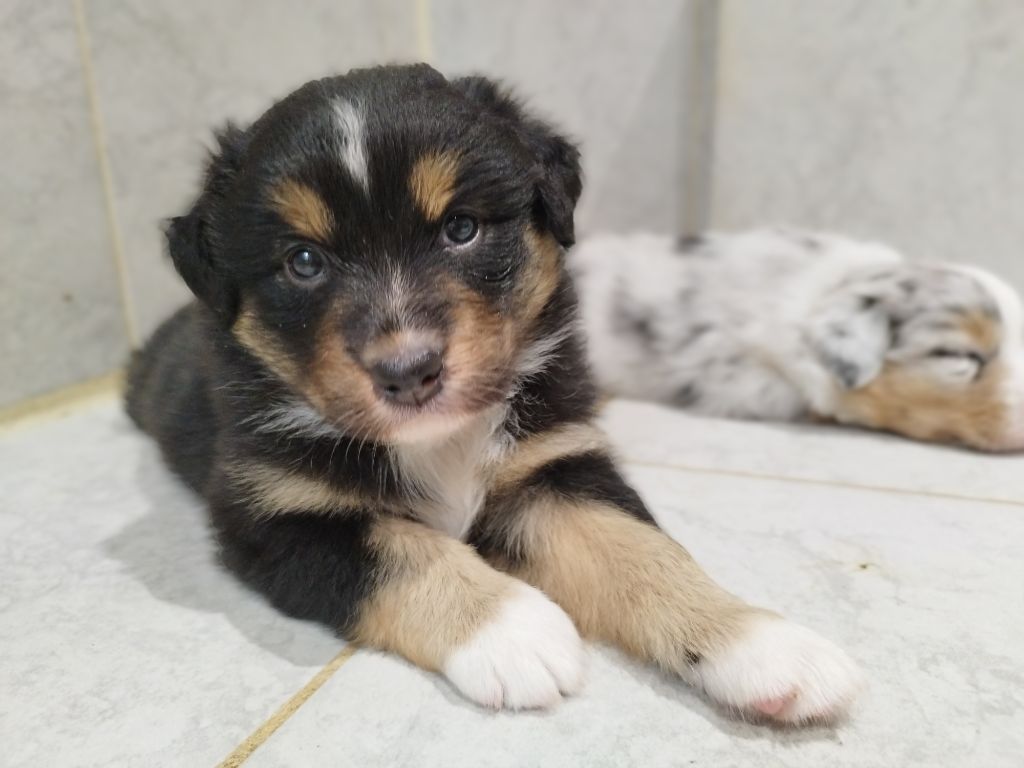 De L'Esprit Serrois - Chiots disponibles - Berger Australien