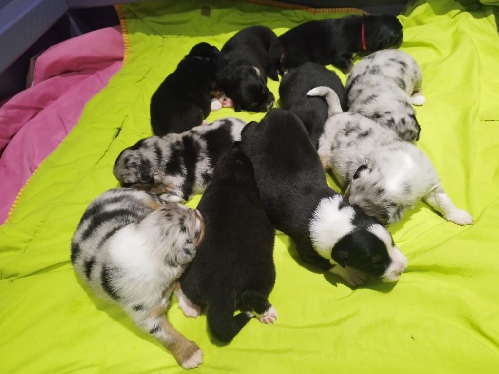 Chiot Berger Australien De L'Esprit Serrois