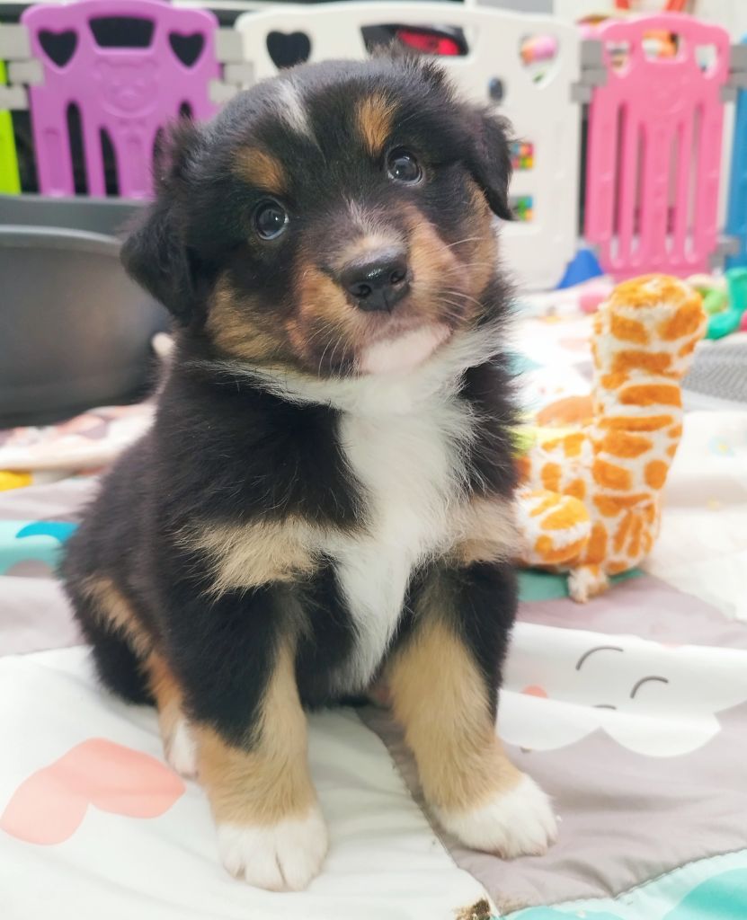 De L'Esprit Serrois - Chiots disponibles - Berger Australien