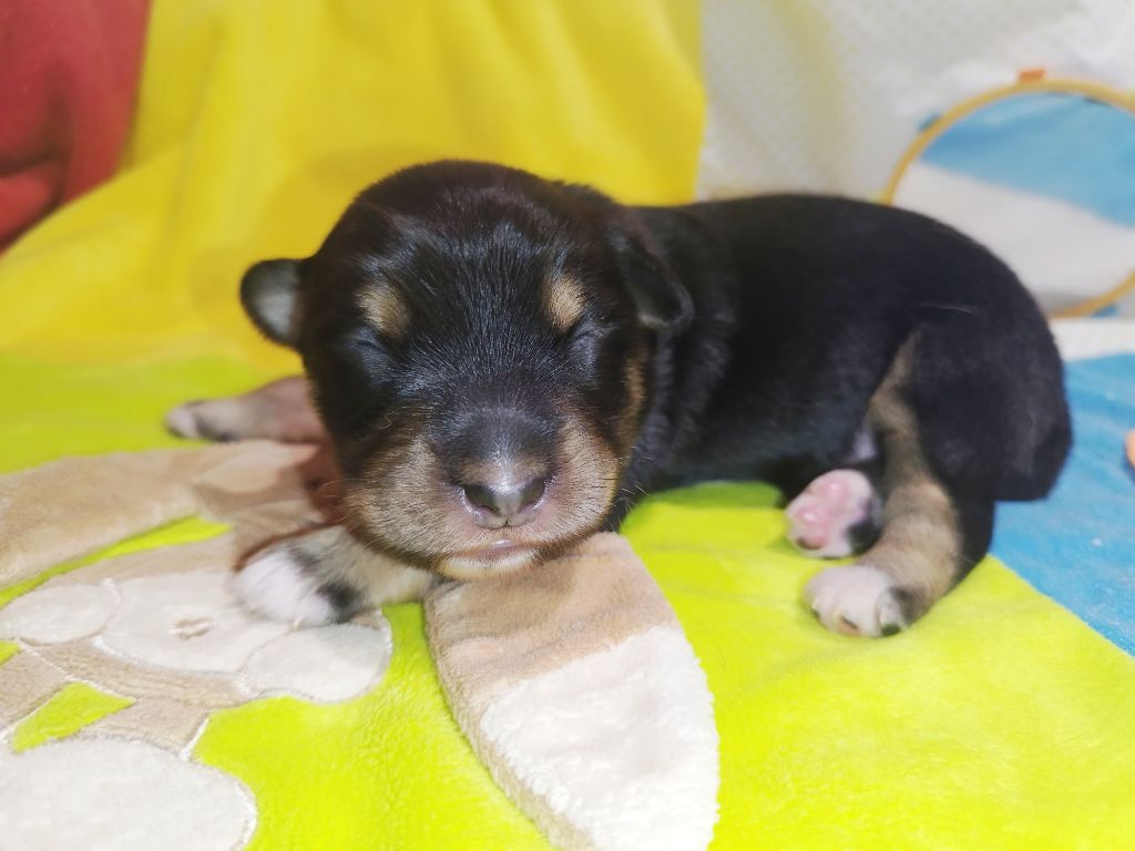 De L'Esprit Serrois - Chiots disponibles - Berger Australien