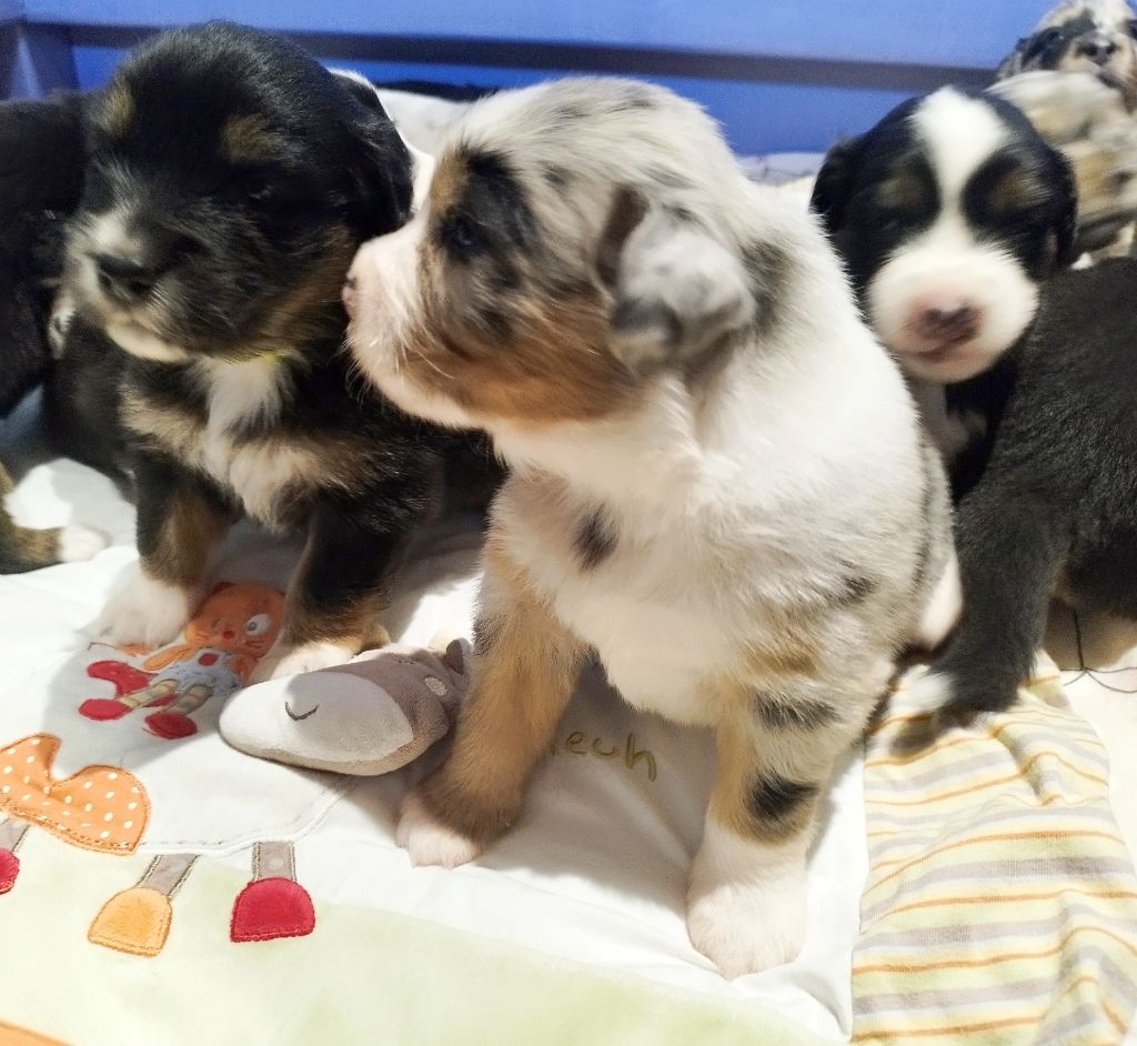 De L'Esprit Serrois - Chiots disponibles - Berger Australien