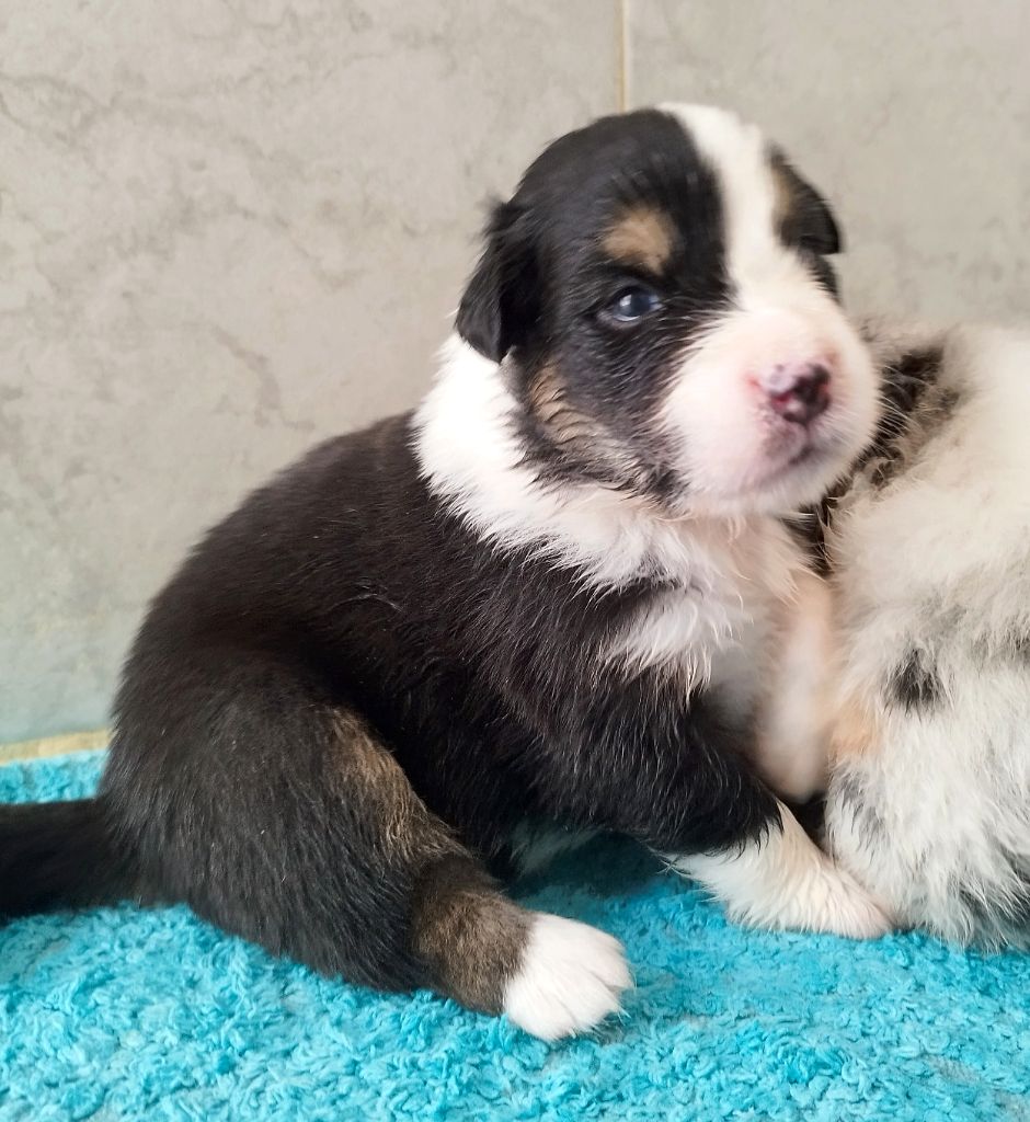 De L'Esprit Serrois - Chiots disponibles - Berger Australien