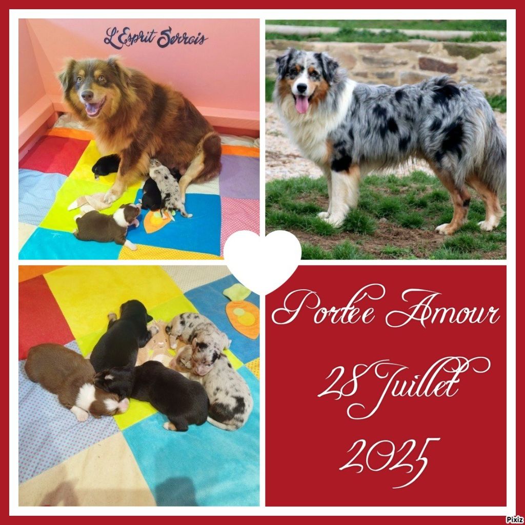 Chiot Berger Australien De L'Esprit Serrois